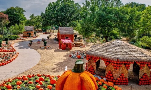 Pumpkin Patch